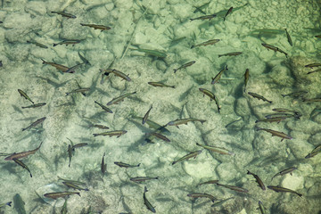 Fototapeta na wymiar swarm of trout in river
