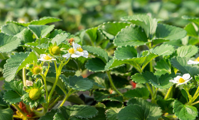 温室の栽培のイチゴ