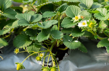 温室の栽培のイチゴ