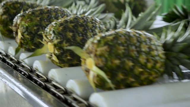 Conveyor belt carries pineapple to the pital processing plant in pital, Costa Rica