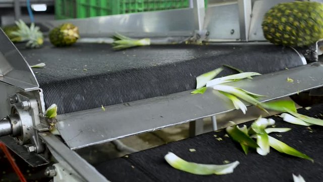 the conveyor belt takes the leftovers from the pineapple to recycling