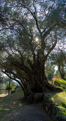 Big old olive tree in the sunshine