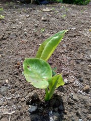 Young taro (Colocasia esculenta L.) start grow up on the ground