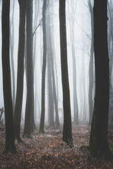 dark trees in the foggy forest