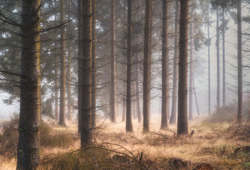 pine forest with fog