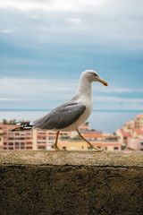 Seagull in Monaco