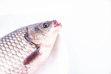A fresh catfish on a plate against white background © Lili.Q