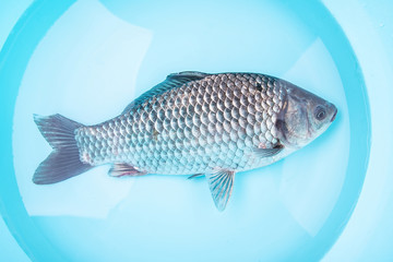 A fresh live catfish swimming in the basin