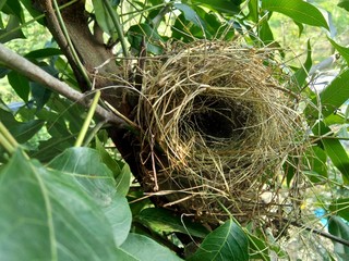 Estrildid finches nest on the branch with leaves background