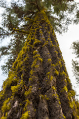 Fototapeta premium Detail of the bark of a pine tree near Crater Lake