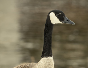 portrait of a goose