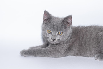 A grey kitten lies on a white background. Cute kitten. British cat. Cover for an album or notebook.