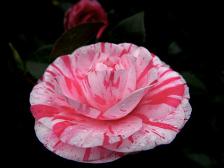 bellissima camelia fiorita screziata di rosa e bianco