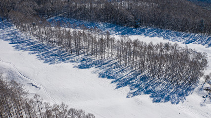 The shadow of the grove that extends to the snowy field B