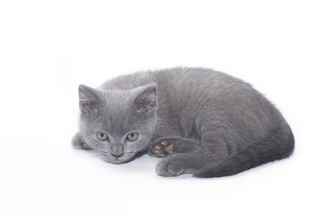 A grey kitten lies on a white background. Cute kitten. British cat. Cover for an album or notebook.