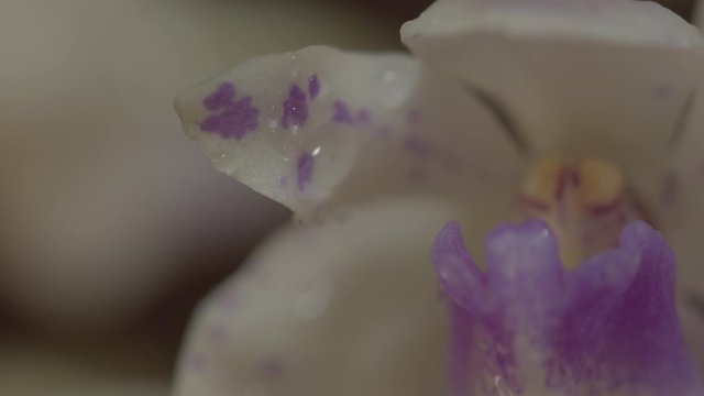 Super close macro of an orchid flower with view of the petals, anther cap and water droplets