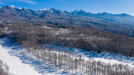 Larch forest in midwinter at the foot of the mountain