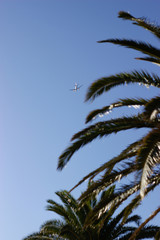 Fototapeta na wymiar palm tree against the sky, a plane taking off