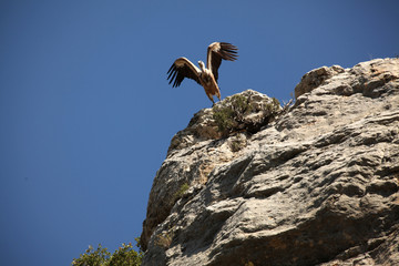 QUEBRANTAHUESOS