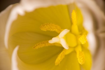 Fototapeta na wymiar White tulip flower close up on a floral background.