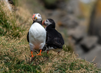 The Atlantic puffin, also known as the common puffin