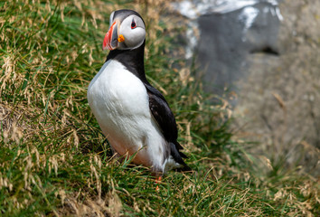 The Atlantic puffin, also known as the common puffin