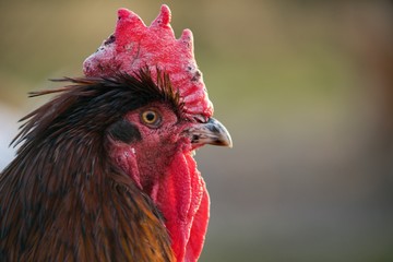 Hen domestic, organic domestic farm, cock detail.