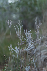 Nature shots in the forest