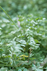 Nature shots in the forest