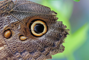 Flügel Schmetterling 