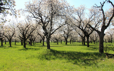 Gardens with trees in bloom