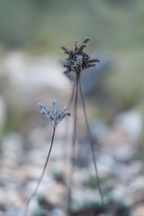 Nature shots in the forest