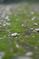 Nature shots in the forest