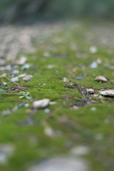 Nature shots in the forest