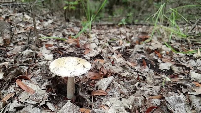 Fairy tale like small white mushroom on the forest floor growing on fallen rotting brown and grey leaves, slow motion slide fottage
