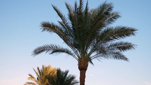 Clouse up Shot of Palm Tree in the Wind on Blue Sky Background. Egypt, Marsa Alam.