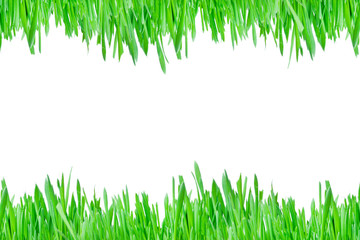 green grass. isolate on a white background. Grass from the bottom and top of the layout, border design and edging