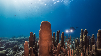 Seascape in shallow water of coral reef in the Caribbean Sea around Curacao with pillar coral,...