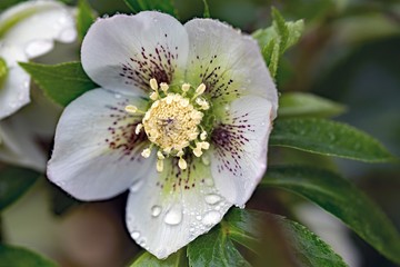 Helleborus Niger, February, 2020
