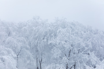森吉阿仁スキー場　樹氷