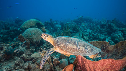 Green Sea Turtle in turquoise water of coral reef in Caribbean Sea / Curacao