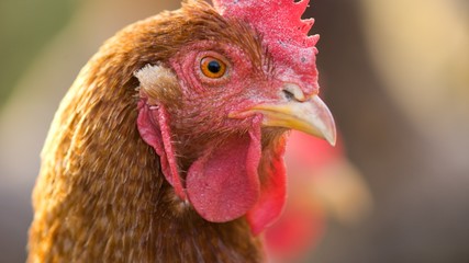Hen domestic, organic domestic farm, cock detail.