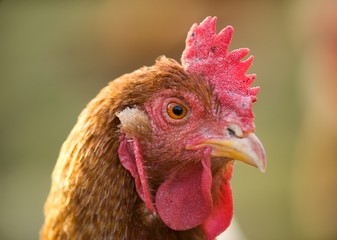 Hen domestic, organic domestic farm, cock detail.