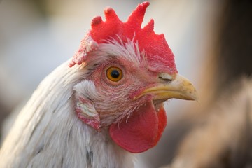 Hen domestic, organic domestic farm, cock detail.