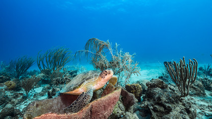 Green Sea Turtle rest in sponge in turquoise water of coral reef - Caribbean Sea / Curacao