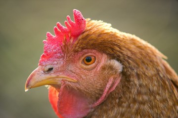 Hen domestic, organic domestic farm, cock detail.
