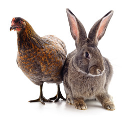Rabbit and chicken.