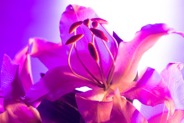 Lily flower in neon light. Lily flower close-up. White-pink natural background. Cultivated plant. Bulbous plant. A flower with beautiful stamens.