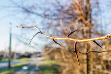  The spines on the branches of the local bushes