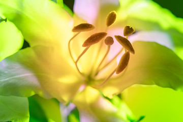 Delicate Lily close-up. The white Lily is illuminated by the sun. Beautiful flowering plants. Bulbous plant. Beautiful flower for a bouquet.